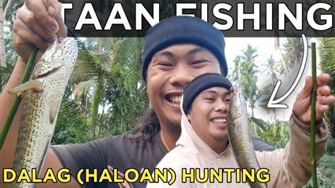 halwan fish|PAMIMINGWIT NG ISDANG DALAG (HALOAN) .